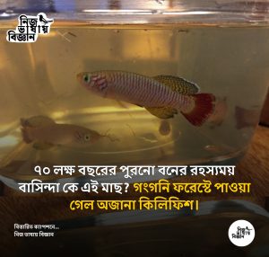 ৭০ লক্ষ বছরের পুরনো বনের রহস্যময় বাসিন্দা কে এই মাছ? গংগনি ফরেস্টে পাওয়া গেল অজানা কিলিফিশ।